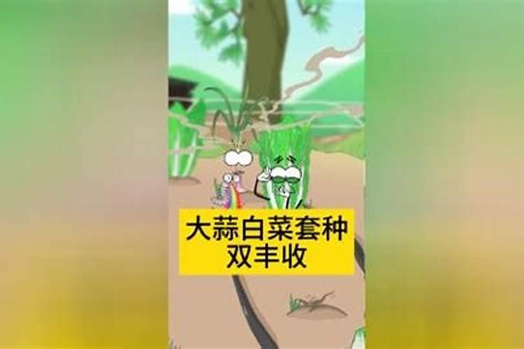 大蒜叶面肥喷什么肥最好