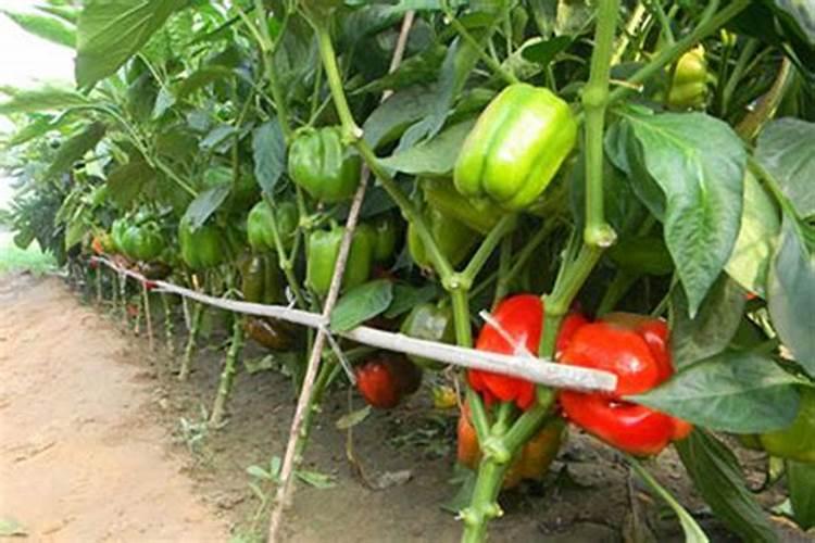 甜椒怎么施肥