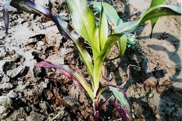 芸豆糖水的做法芸豆糖水如何做好吃