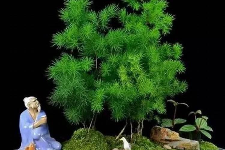 蓬莱松怎么养能长粗