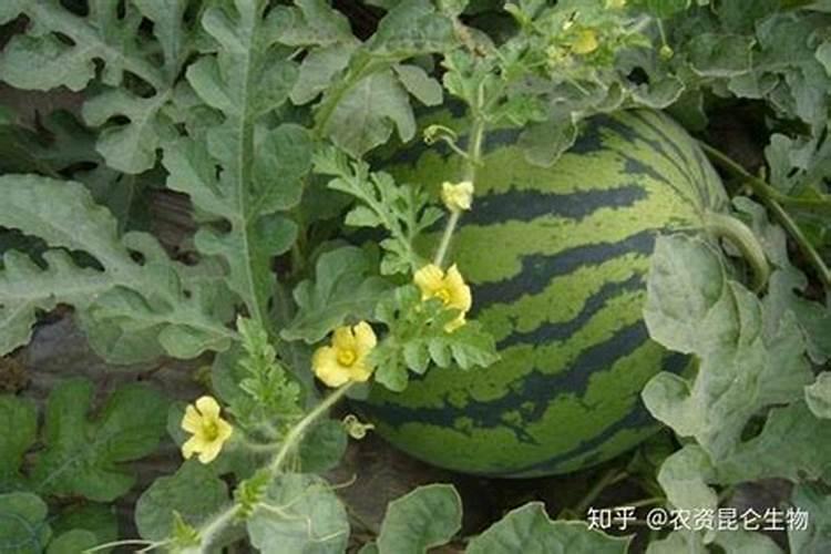 磷肥的正确使用方法