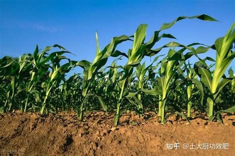 玉米何时追肥？追肥时如何给玉米浇水？