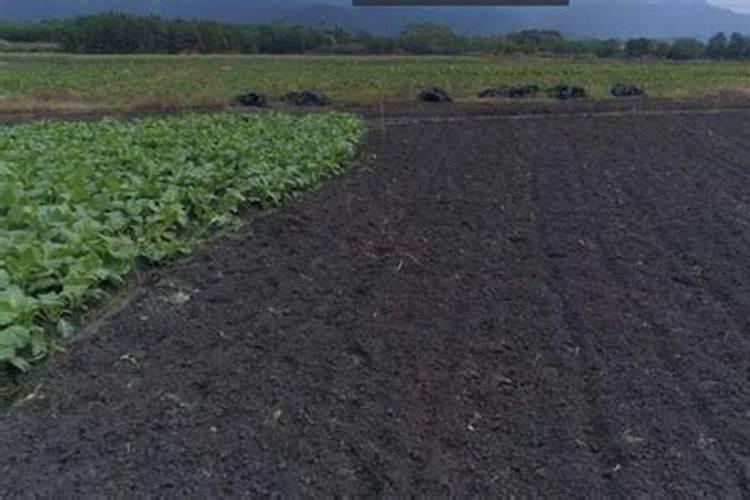 草木灰可以直接用作施肥吗