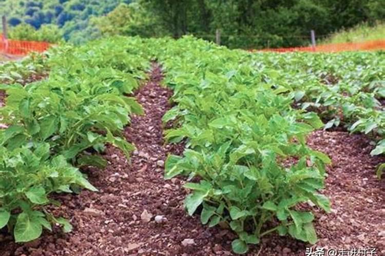 大蒜套作栽培大蒜与玉米套作方法与技术