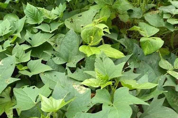 水溶肥加水溶化后能放多久