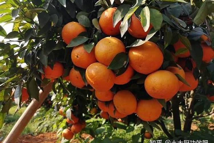 沃柑的高产种植方法