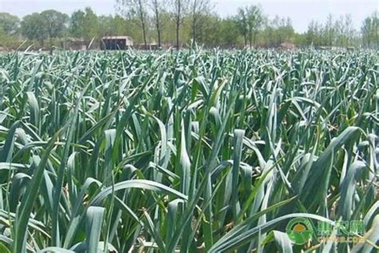 碧先达氨基酸水溶肥的效果