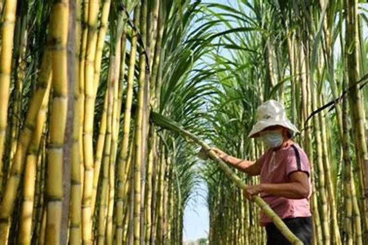 氧化沟是如何除磷的