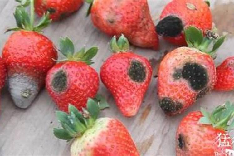 草莓果实有腐烂发霉的怎么办啊？烂果病