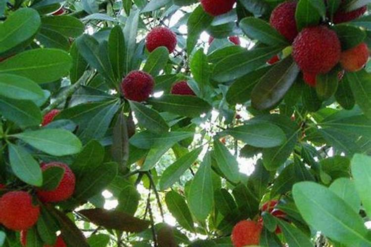 什么是85%的浓磷酸？