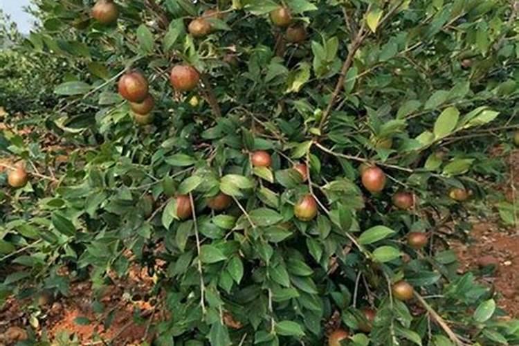 油茶开花时期应该喷何种叶面肥？
