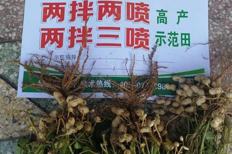 花生施肥用什么肥料