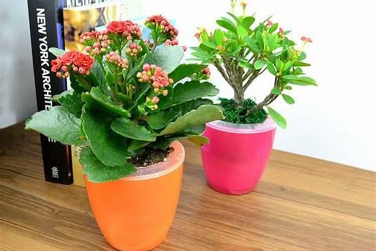 玫瑰花需什么肥料