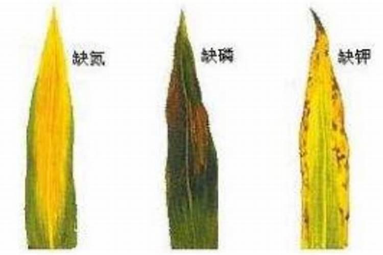 给作物补充钾元素用什么好？