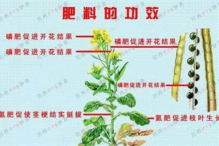 花生苗期病害图片及防治,花生苗染病