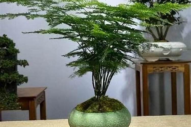 铵态氮适合什么植物吸收