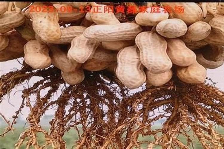 种花生底肥用什么肥 花生需要什么肥料才能高产