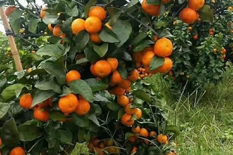 种甘蔗用什么肥料最好