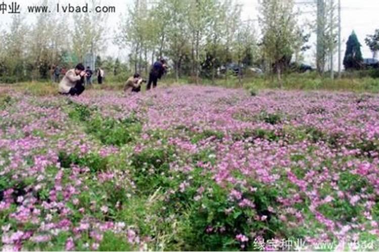 生根液的正确使用方法