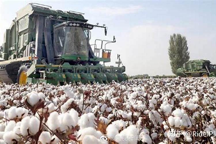 冬季降温,大棚草莓该如何施肥？