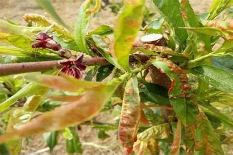 小桃树能不能施氮肥,用什么种类的氮肥最合适呢？