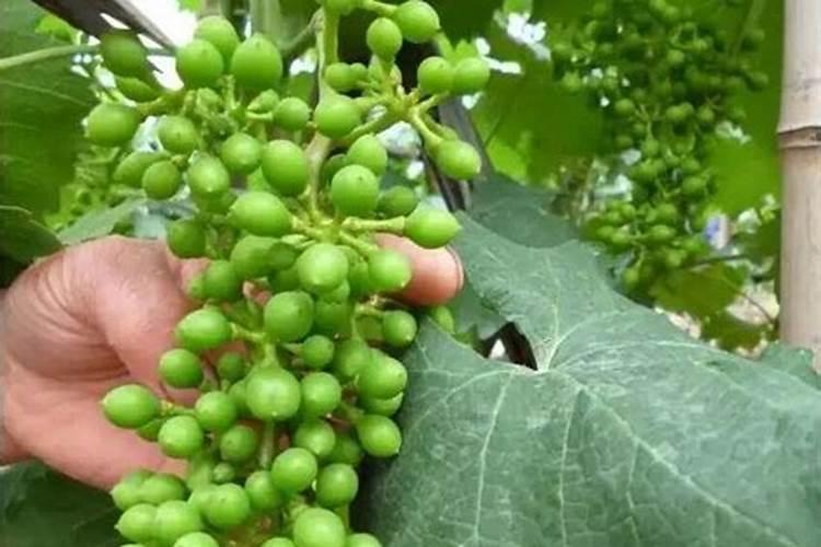 夏黑葡萄开花期间能不能施叶面肥