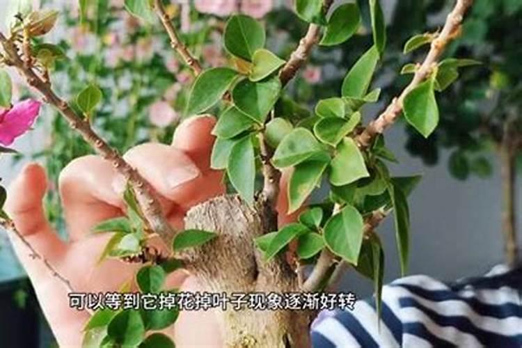 水培吊兰要不要施肥