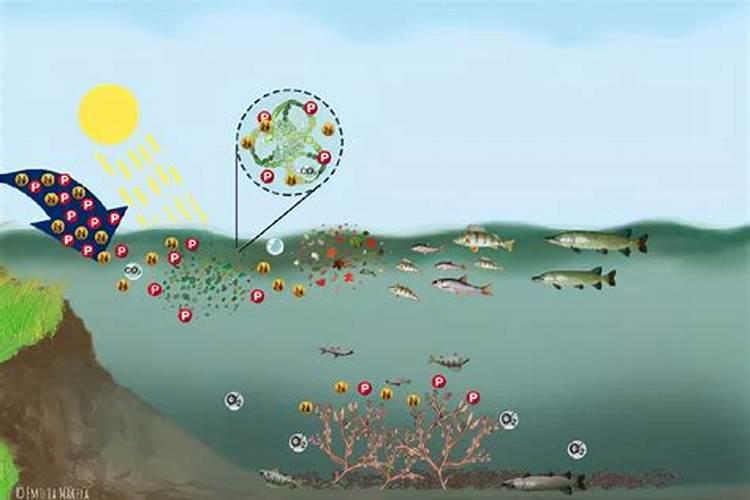 水溶肥中的钾肥是什么原料