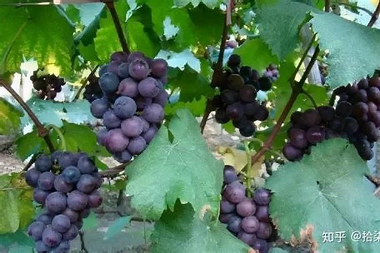 葡萄秋季施肥用什么肥料