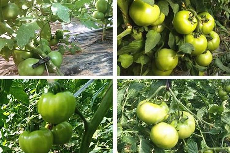 请问一下这是桃树什么病,怎么防治,果实开裂是少什么元素的肥料百度知 ...