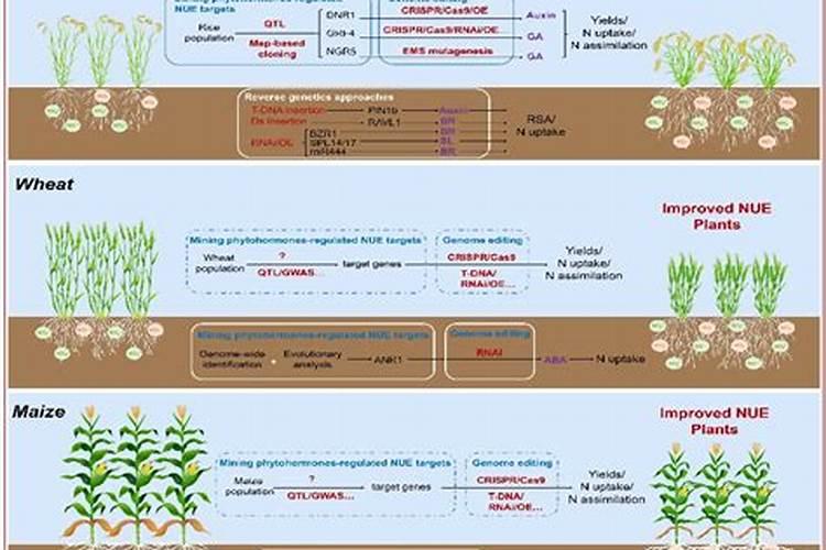 什么样的肥料适合所有花草  养花草用什么肥料好