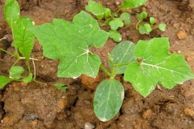 硫酸钾复合肥能浇花吗