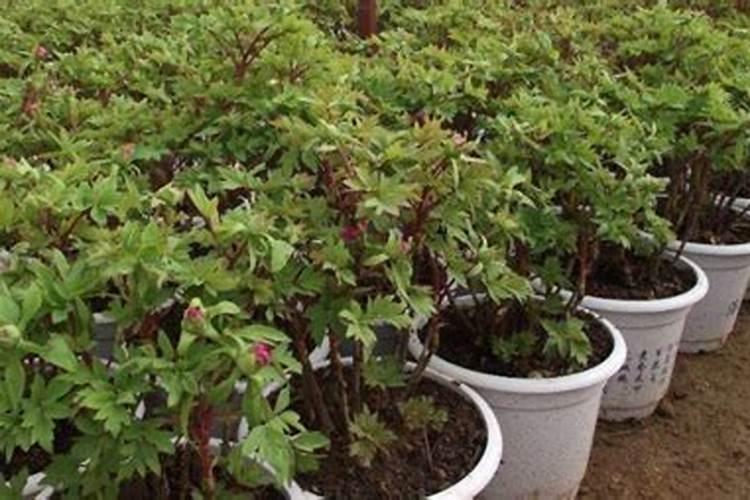 牡丹在种植过程中,都需要用到哪种肥料？