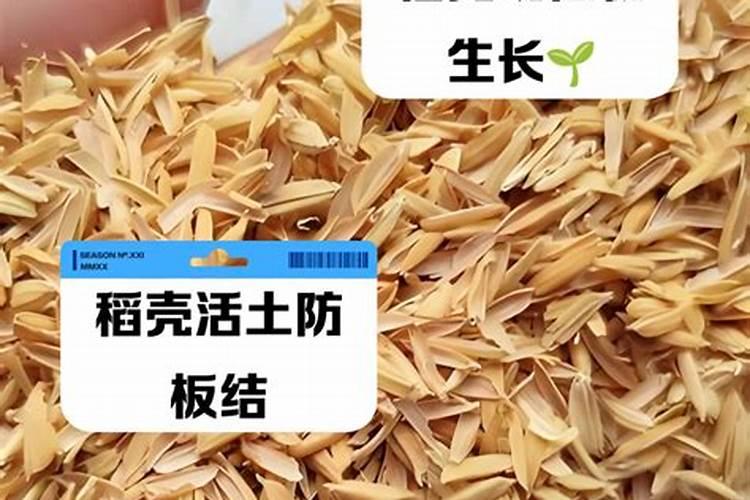 杉木树皮能制兰花培养土吗？