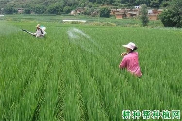 大豆开花结荚期管理要点有哪些？