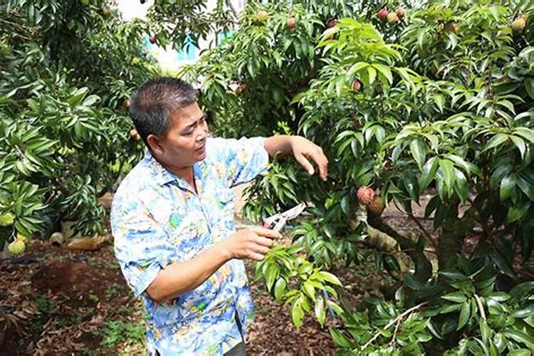 磷酸二氢钾叶面肥的效果好吗？贴吧