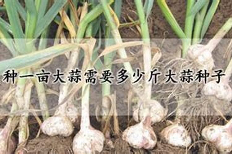 种大蒜需要什么肥