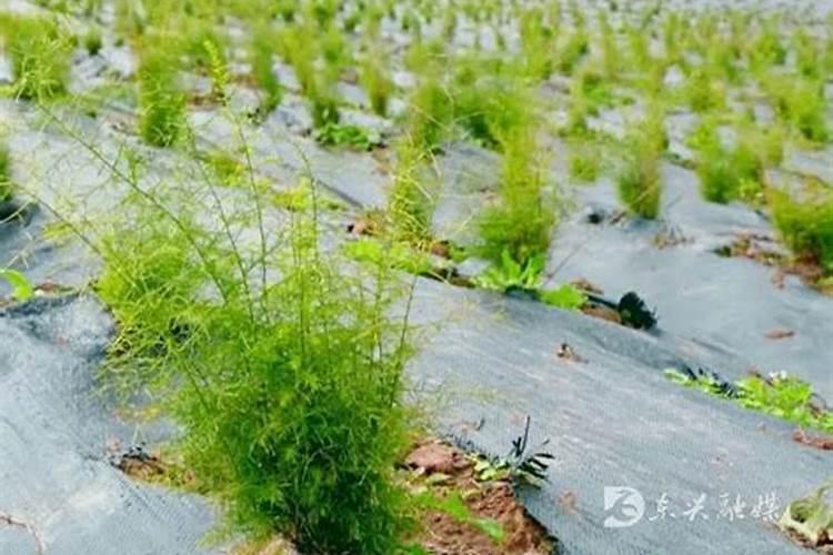 一盆花放了20粒复合肥会怎样 花盆里复合肥放多了怎么补救