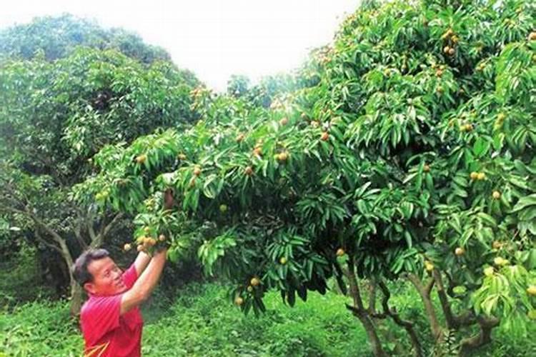 我家荔枝树抽穗40公分要剪掉吗？