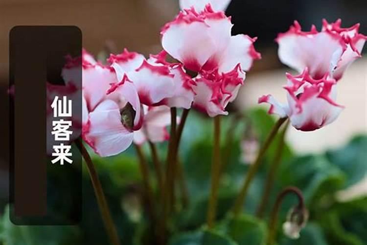 萝卜海棠的养殖方法