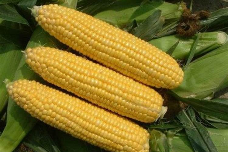 葡萄开花前和花后都打什么药