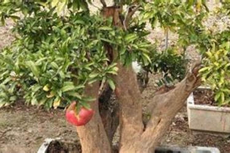 紫花苜蓿种植中怎么施肥