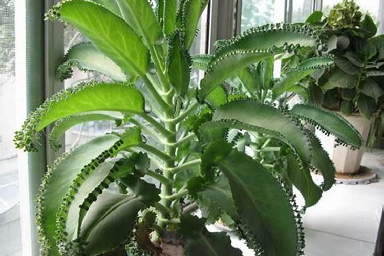 室内适合养的花花草草有哪些？