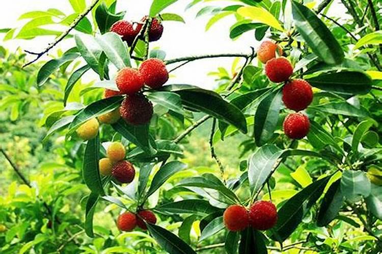 杨梅树成年树该怎样施肥？