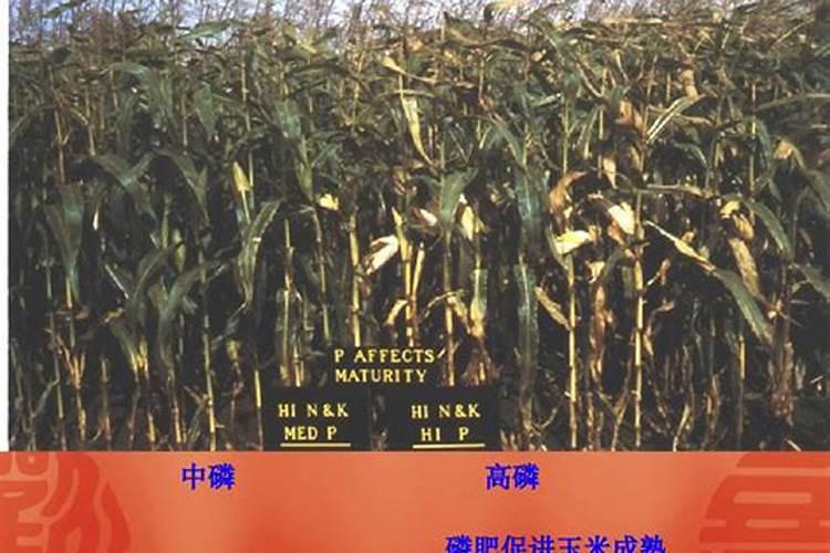 玉米为什么在酸性土壤当中缺磷？