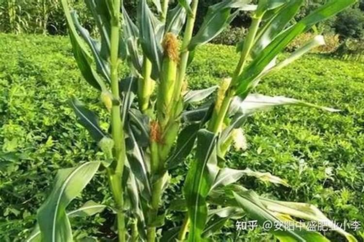 玉米长多高可以施肥 选择什么肥料好