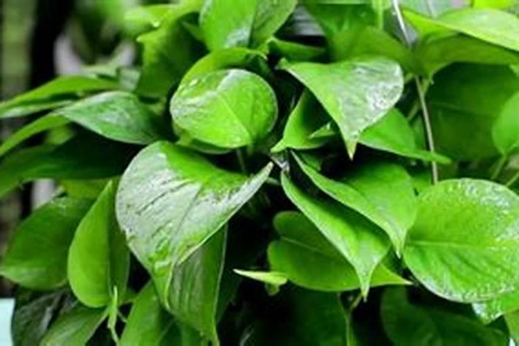观叶植物用什么肥料最好