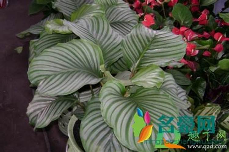 龟背竹施什么肥好,龟背竹施氮磷钾肥最好