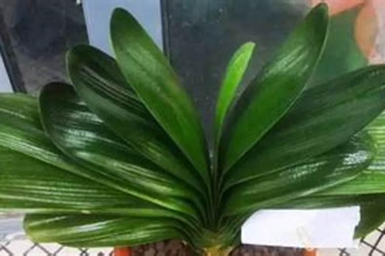 盆栽观叶植物怎样施叶面肥？