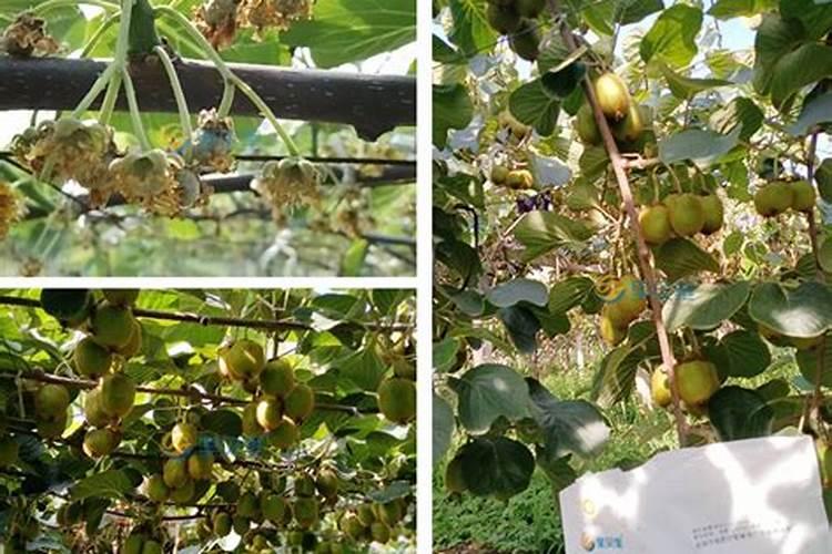 化肥的种类有哪些？